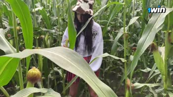 Airaccoon's Cornfield Caper: POV Blowjob & Dirty Talk