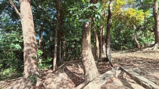 Asian Trans girl Outdoor/Public/Forest Masturbation