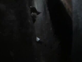 Screwing in the Sequoias Trail of the Giants