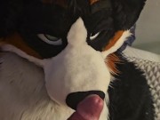 @LewdMindedLynx helps @AngryBarks through his rut week 🔥 cums inside 💦 and on his feet paws 🐾