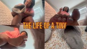 The life of a tiny: Caught hiding in my pink stinky house slippers