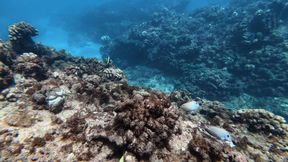 Big Ass Beauty Kayci Kaylani Nude Underwater Diving and Masturbation