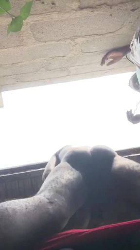 Doggy Bareback Below View