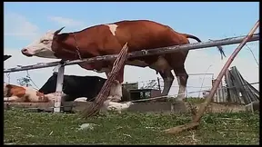 Vintage Blonde MILF Ravished in Barn and Outdoors