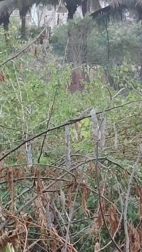 Pujya Bhabhi Ko Jungle Mein Le Gaya Kar Bahut Choda Apni Bibi Saath Bahut Chudai Kiya