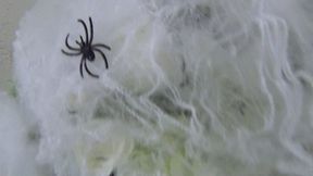 Swallowed 3 spiders cc