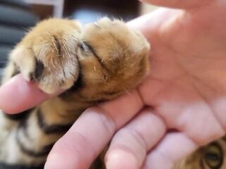 Fur bites you in intense play