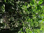 Mi amigo y yo le chupamos la enorme y gruesa verga a mi vecino en un monte