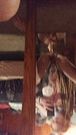 Sissy Bunny with Bubble Butt Hops on Dildo