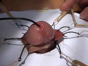 foreskinplay