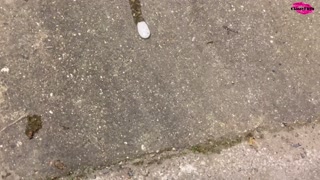 Classy Filth playing pissing games
