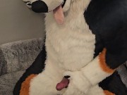 Fertility Check! Stud Dog @AngryBarks Milks his Heavy Balls and puts his Cum under a Microscope💦🔬