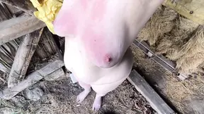 Naked in the stable