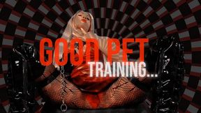 Good Pet Training (Sensory Overload)
