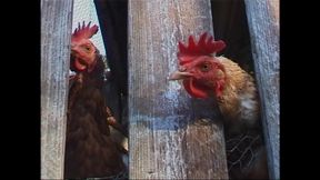 Big Blowjobs and Beautiful Love