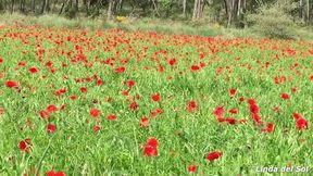 entre amapolas... la primavera la altera