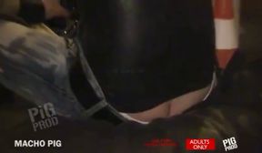 macho pig porn