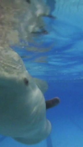 Indoor Public Pool Solo Uncut Nude Fit Man Swimming