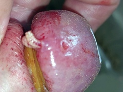 Pain cbt insertion bdsm pervers maggots eat cock