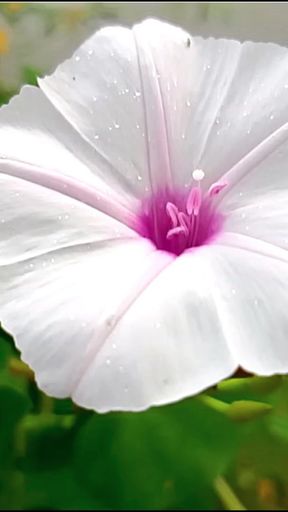 Stunning moment from "Bangla choti golpo"