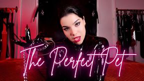 Training you to be My Perfect Pet