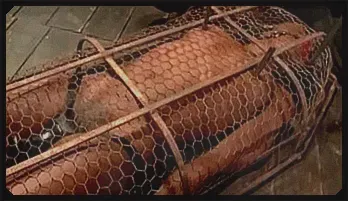 Ebony Bound & Caged: Intense BDSM Punishment