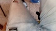 Macho alfa con una gran polla peluda,  masturbandose parte 2