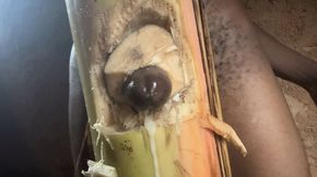 Best Plantain Tree Fucking Cumin Amateur