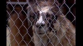 Brittney Fucked Hard by a Big Cock