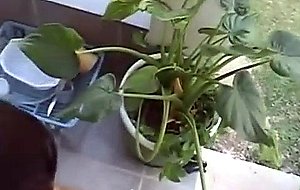 Anal with honey latina monica mattos