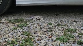 Stuffed Bunny Car Crush – Rough Overrun on Stones