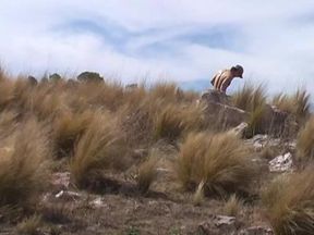 Randy In The Andes