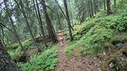 wild nudism forest session