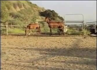 Amateur couple get horny and fuck on a farm