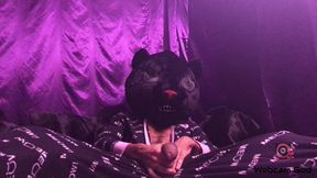Black kitty cat (4 k)