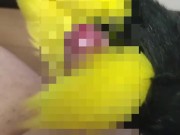 japanese chubby Masturbation with fluffy hands