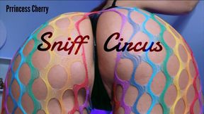 Sniff Circus