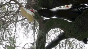 Stuck on a tree WMV