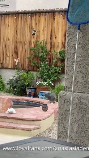 Cat under ****