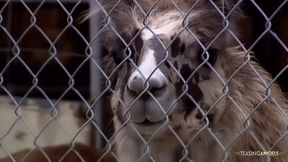 A busty blonde gets a cock in her cunt after giving a guy a blowjob.