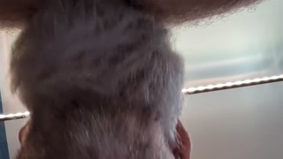 SeattleDad and BearfootHunter in Bed and one of us gets bred!