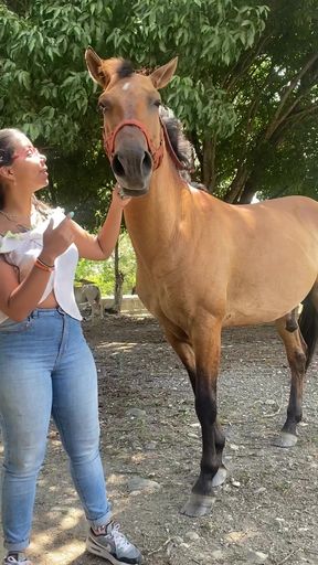 Horse and human interaction