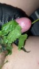 Nettles dick masturbation hardcore stinging penis