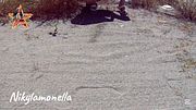 Pioggia dorata, moglie senza mutande piscina sulla spiaggia in pubblico - Nikylamonella