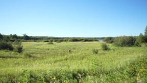 muscled nudist guy walks out in a field of grass and jerks his big cock