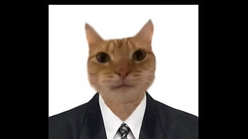 al gatito le gusta ver lo que hay en mi cuarto