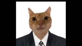 al gatito le gusta ver lo que hay en mi cuarto