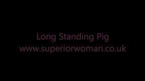 Long Standing Pig HD