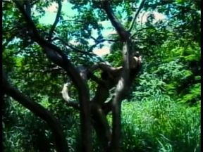 Young Latino gets drilled by a gay stud lying on a tree trunk