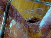 レギンス姿の日本人女性の黄色いおしっこ。